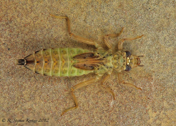 Dromogomphus spinosus, nymph